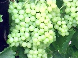 Сорт винограда без косточек кишмиш Многим очень нравится виноград за то, что он сочный, сладкий, освежающий